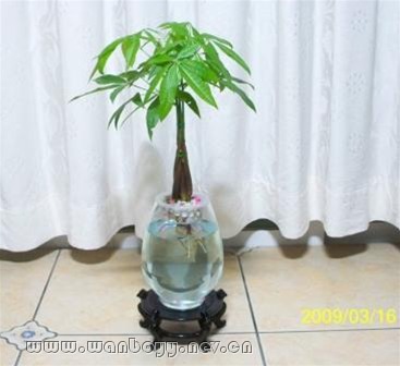 水养发财树-下沙花卉租赁