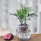 水培袖珍-杭州植物出租，杭州租赁植物